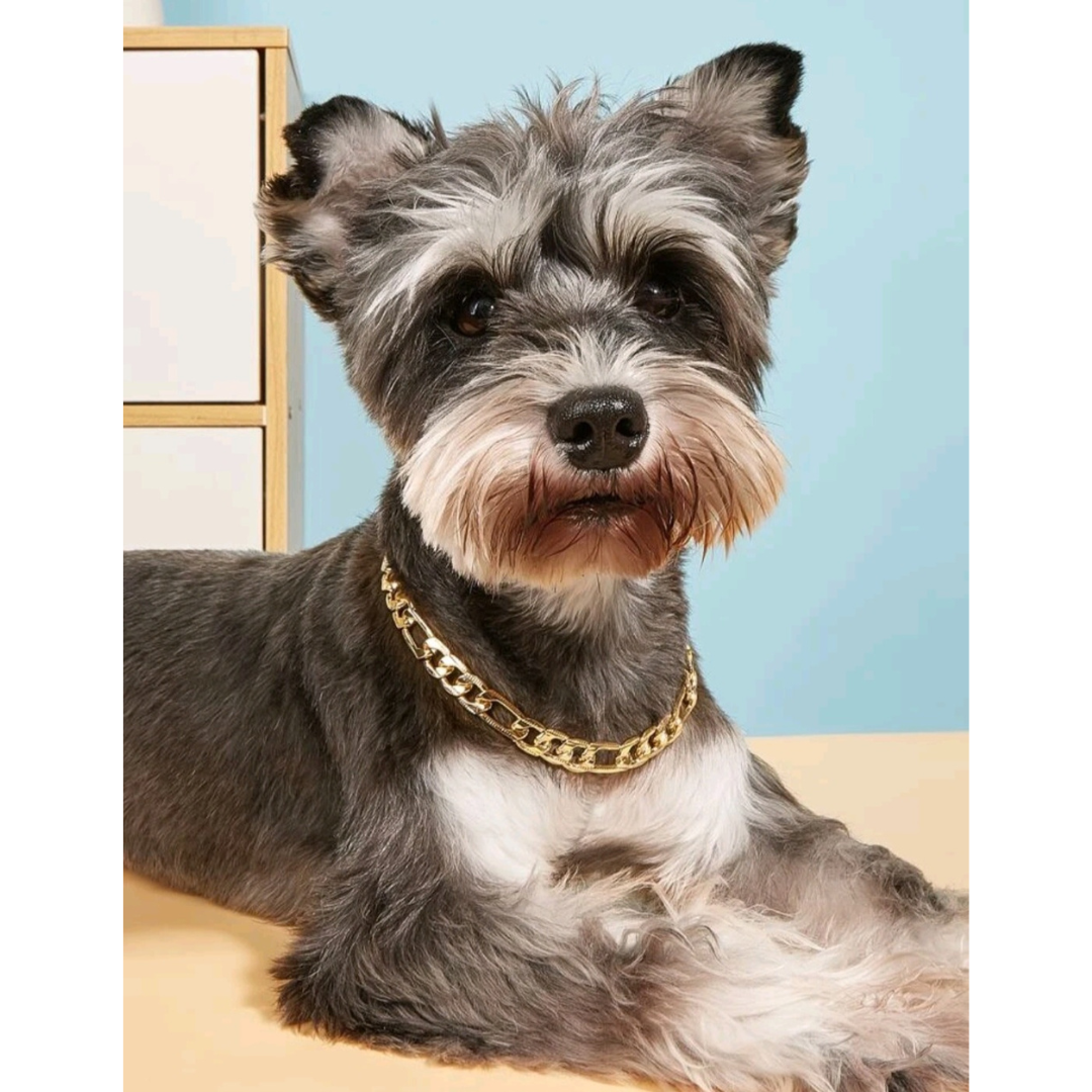 Gold Figaro Chain Pet Necklace