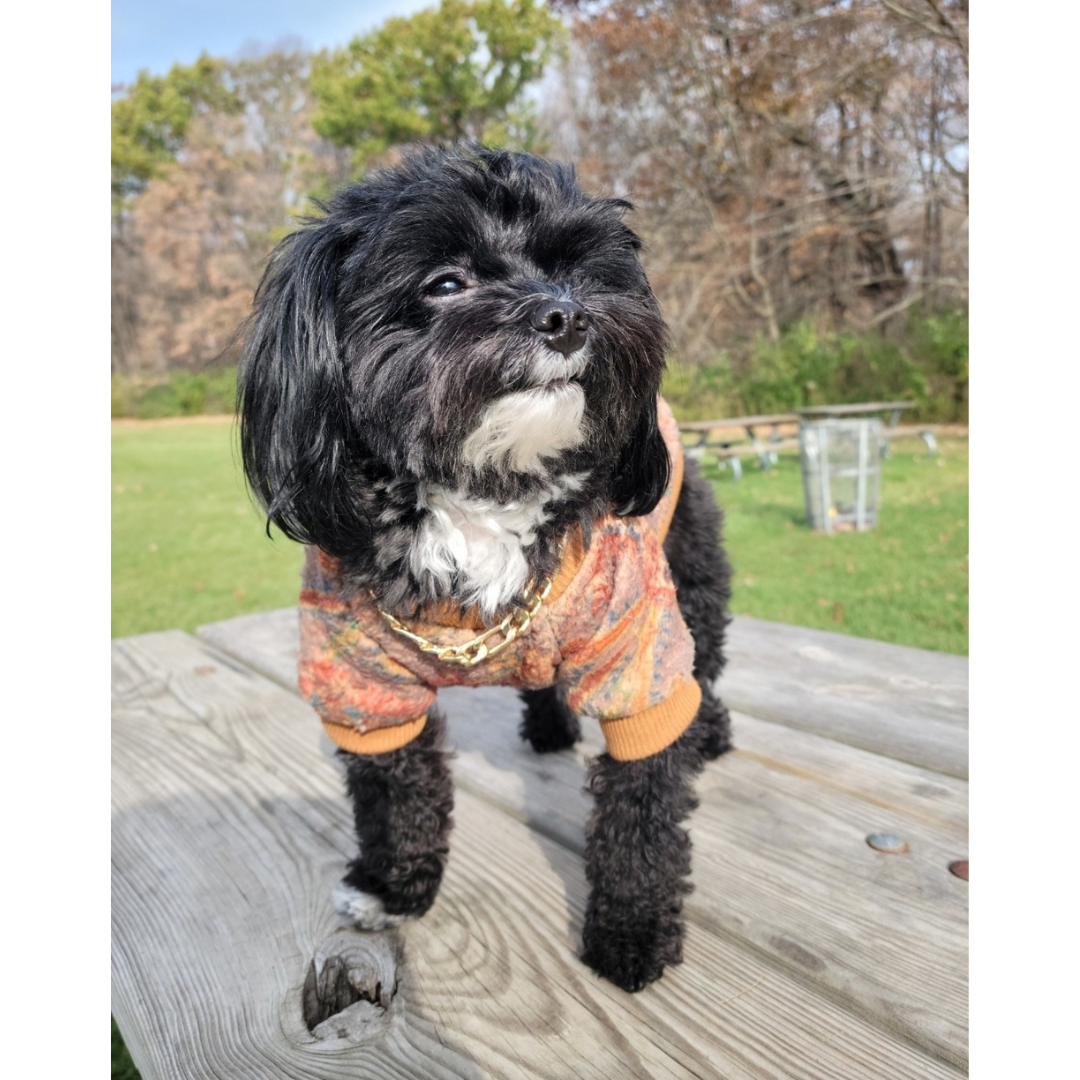 Gold Figaro Chain Pet Necklace