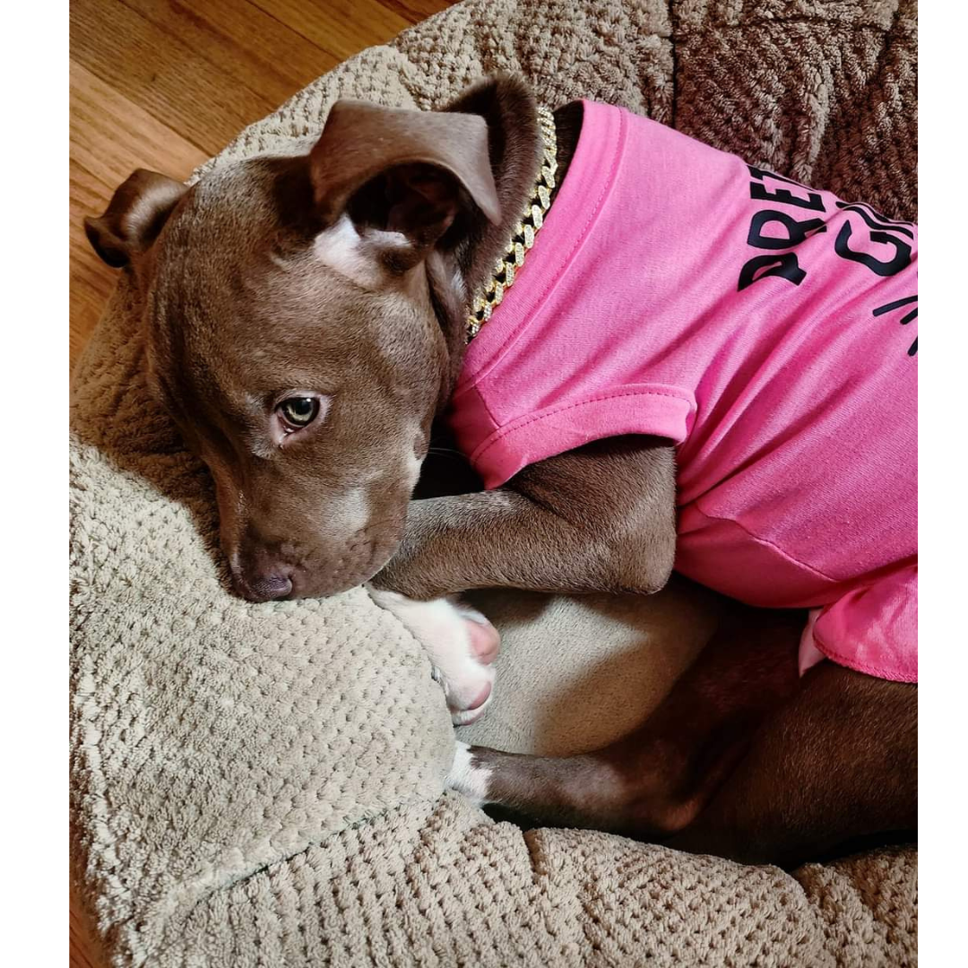 Gold Diamond Encrusted Cuban Link Pet Necklace