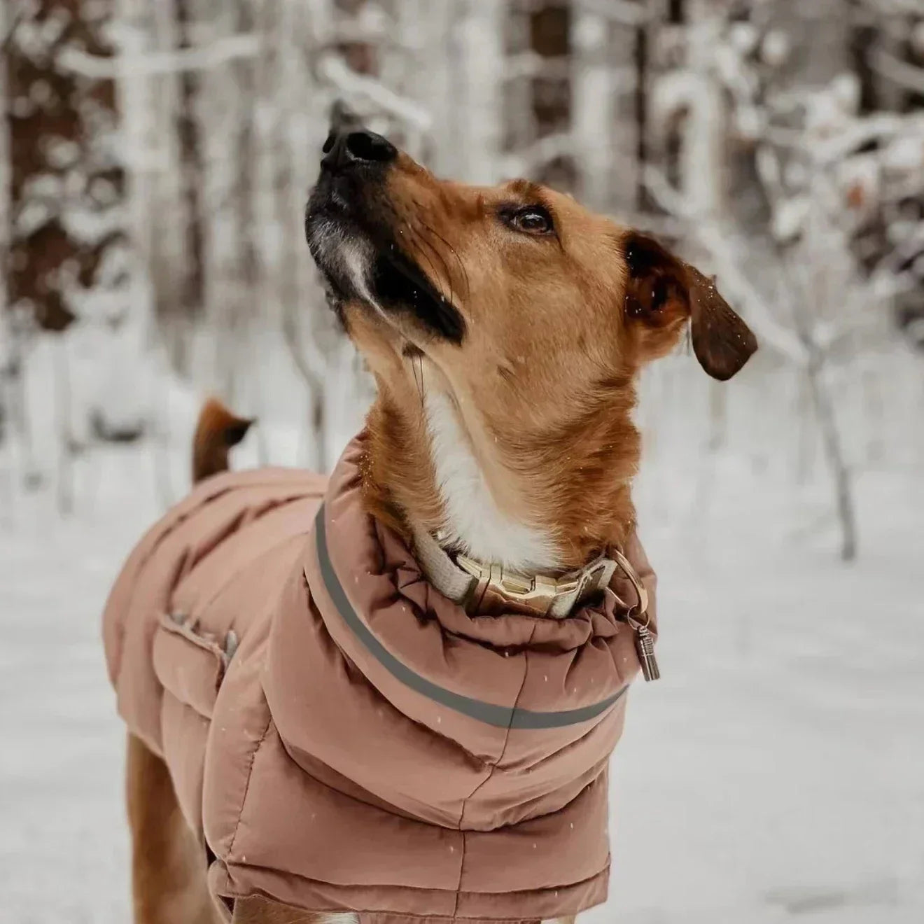 Thick Waterproof Dog Down Jacket - Adjustable Winter Parka