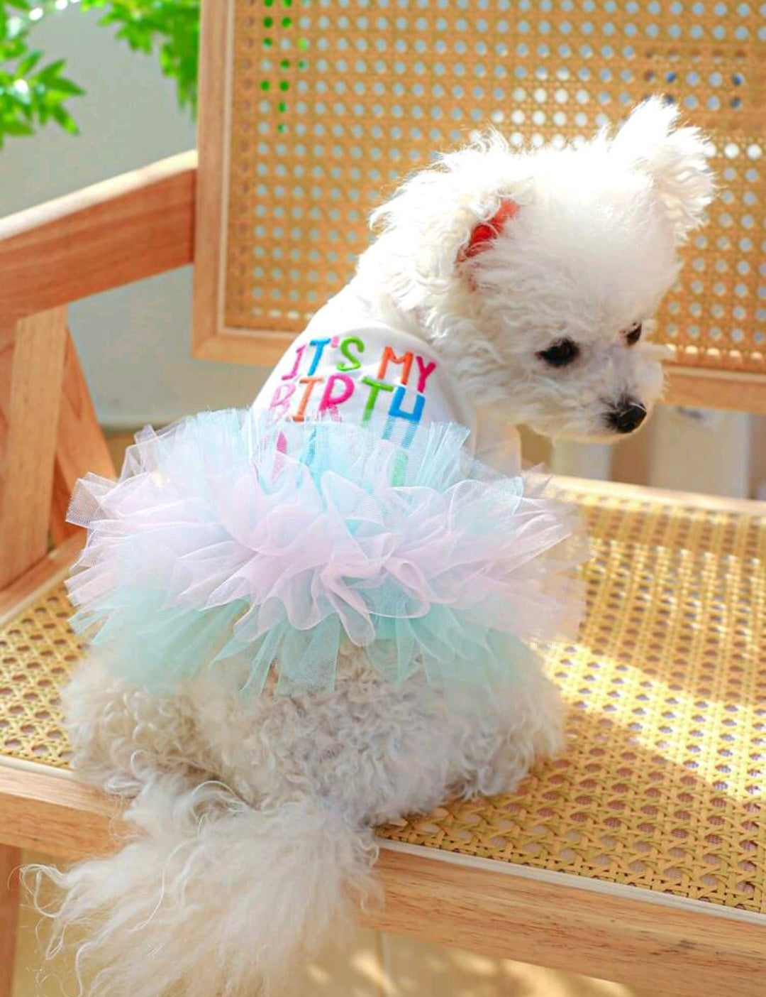 It's My Birth Day Dress - Embroidered